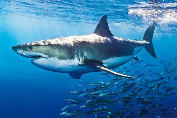 Carcharodon carcharias