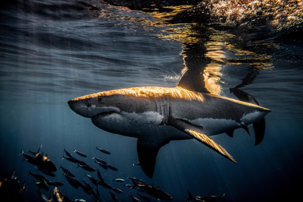 Большая белая акула (great White Shark)