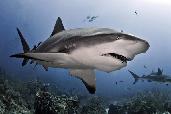 Большая белая акула (Carcharodon carcharias)