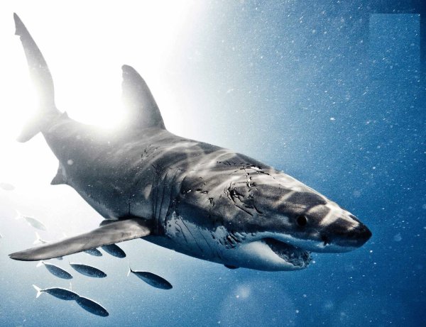 Акула Carcharodon carcharias