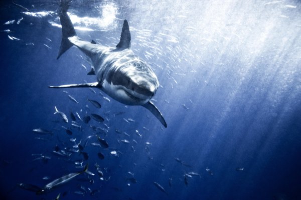 Great White Shark , Carcharodon carcharias,