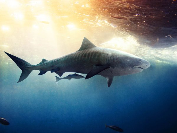 Carcharodon carcharias