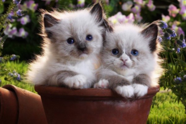 Красивые котята