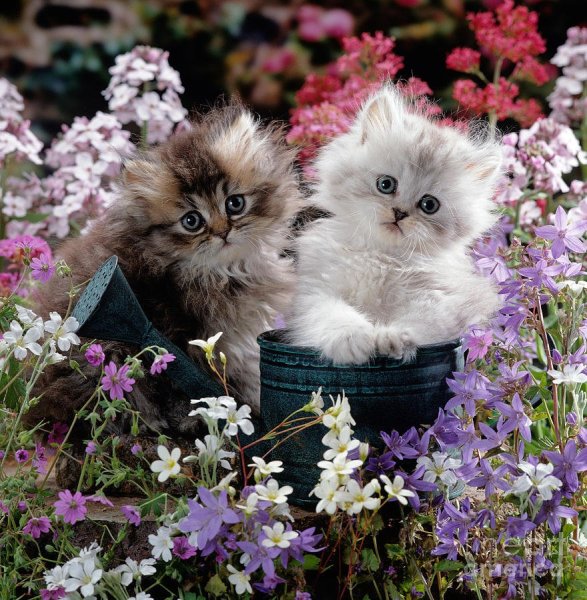 Котятки в цветах