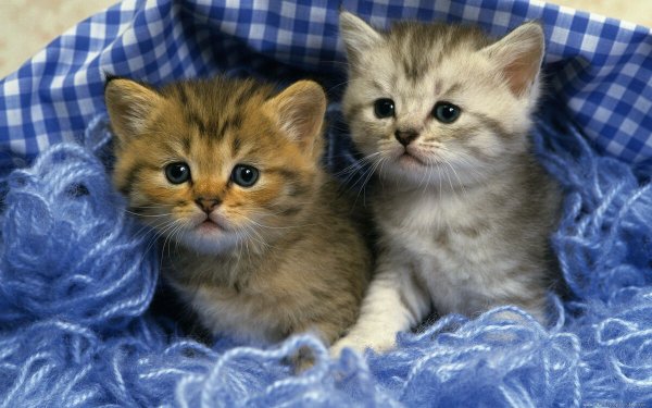 Милые котятки