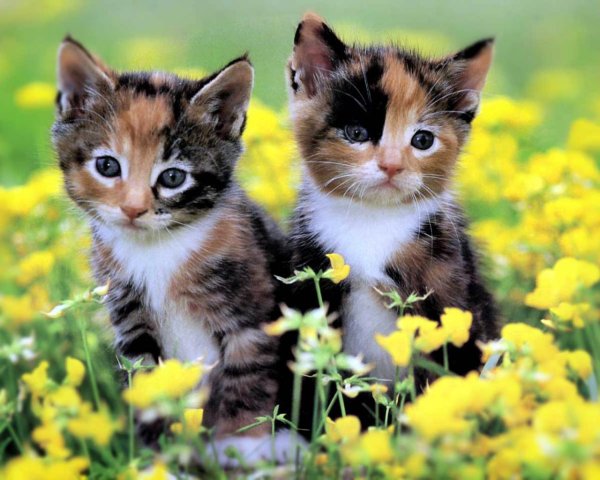 Разноцветные котята