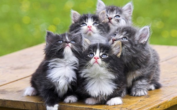 Смешные котята