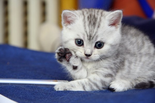 Вискас для котят