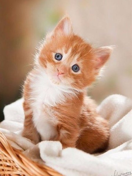 Красивые котята