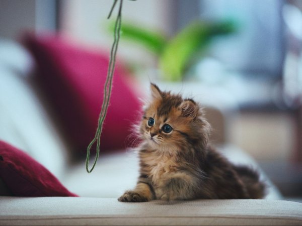 Самые милые котята
