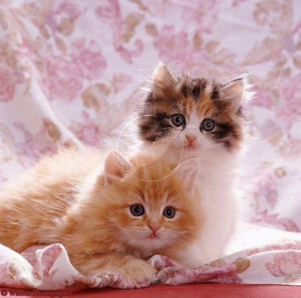 Котята милашки