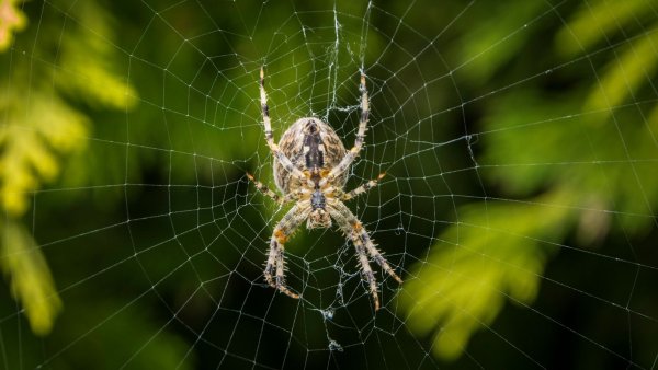 Araneus diadematus паук