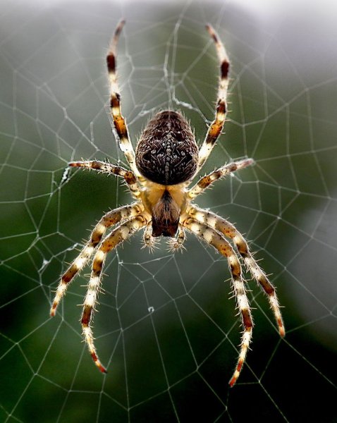 Araneus паутина