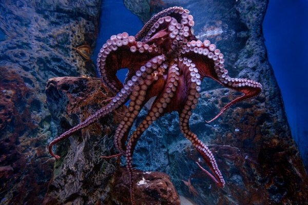 Семирукий осьминог