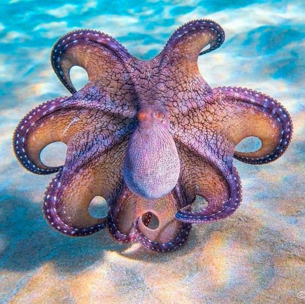 Осьминог Octopus vulgaris
