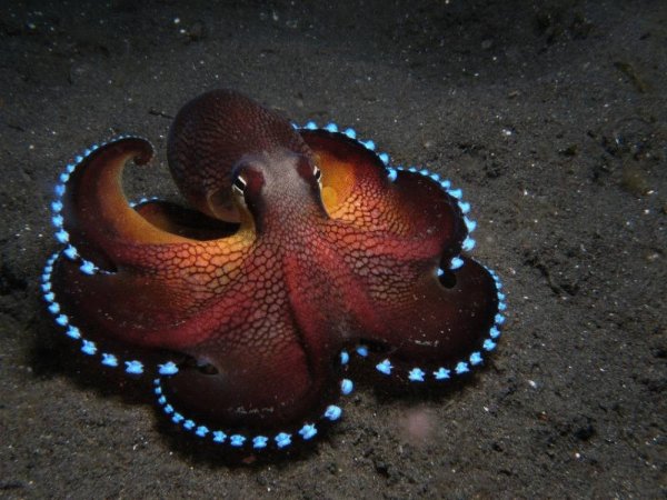 Giant Pacific Octopus
