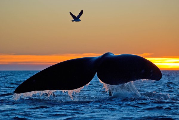 Касатка на закате