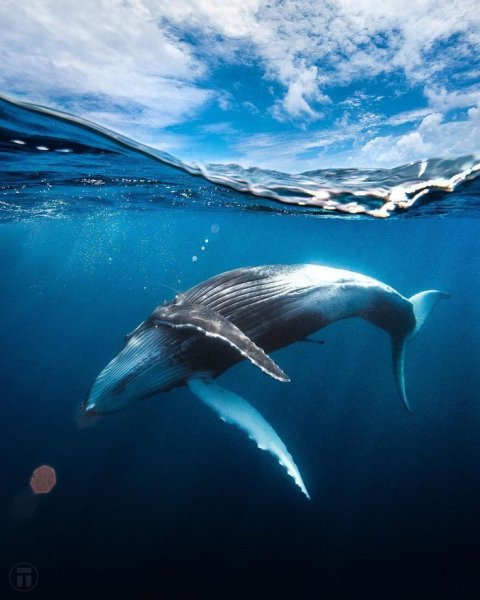 Голубой кит Balaenoptera musculus