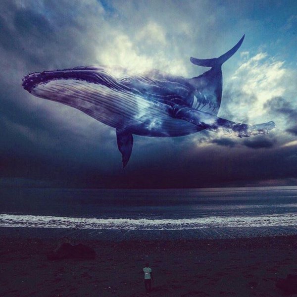 Картинки кит (45 фото)