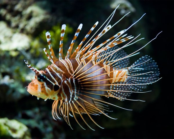Крылатка-Зебра чернополосая (дьявол) (Pterois volitans)