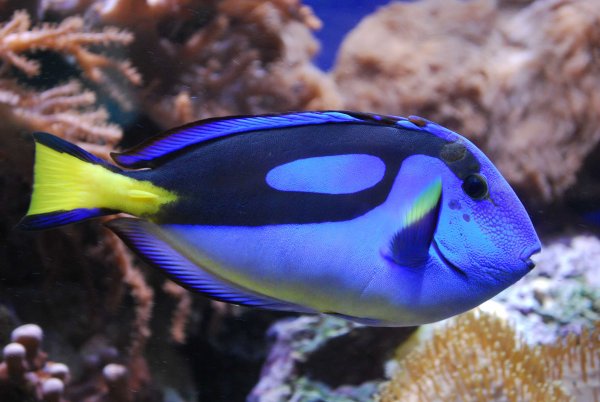 Acanthurus leucosternon
