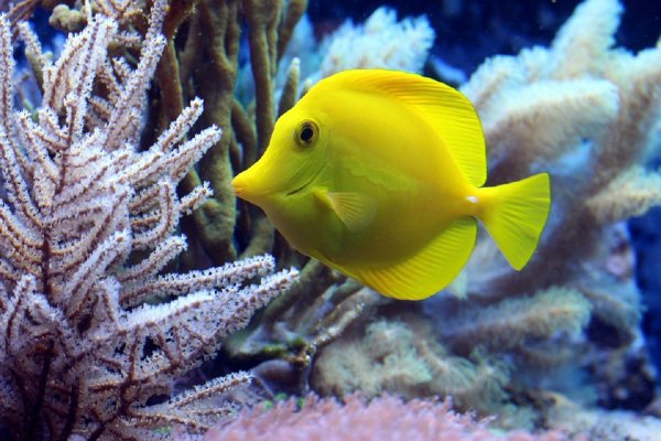 Yellow Tang рыба