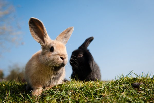 Картинки кролик (46 фото)