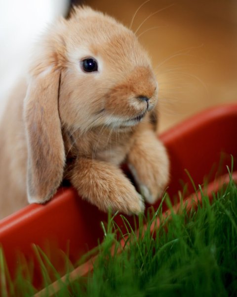 Красивый зайчик