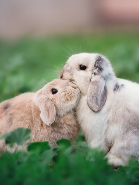 Милые кролики