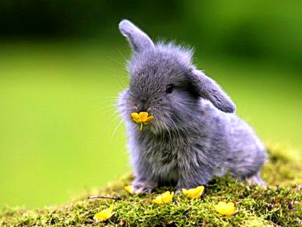 Красивые кролики