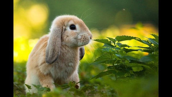 "Милый Зайка". Рост 22 см.