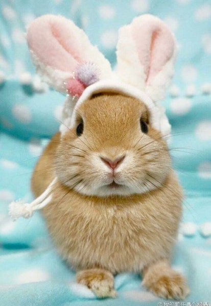Милый кролик