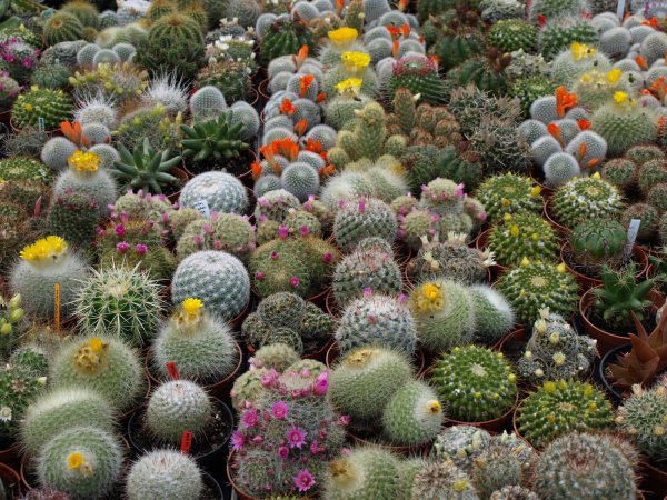 Кактусовые Cactaceae