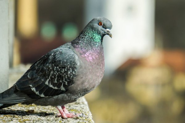 Серый голубь