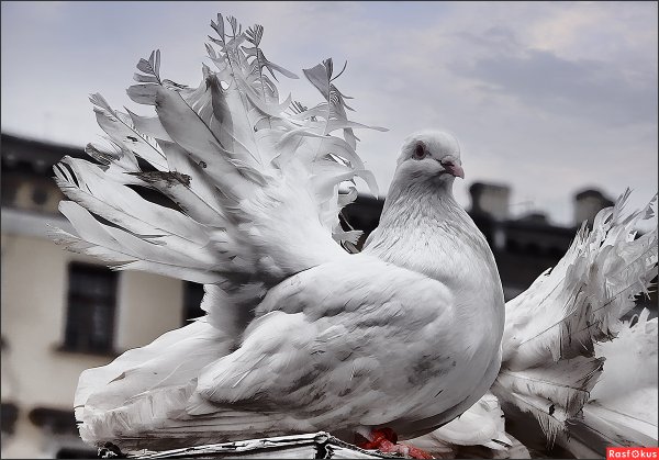 Голубь фотограф
