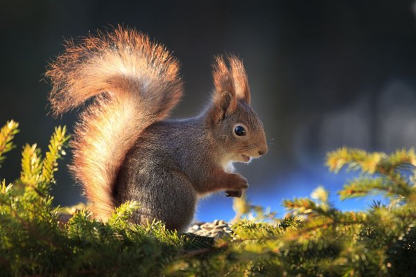 Красивые белки