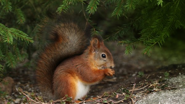 Белка Дикие животные леса