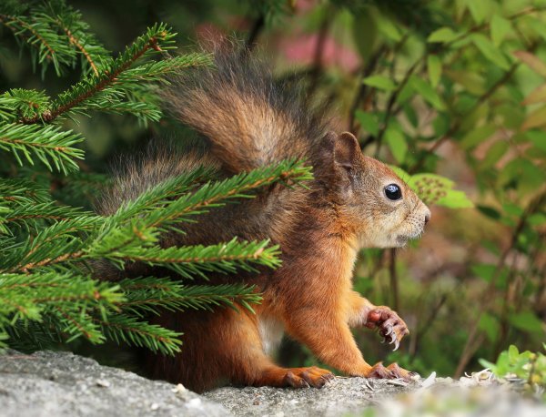 Животные в еловых лесах