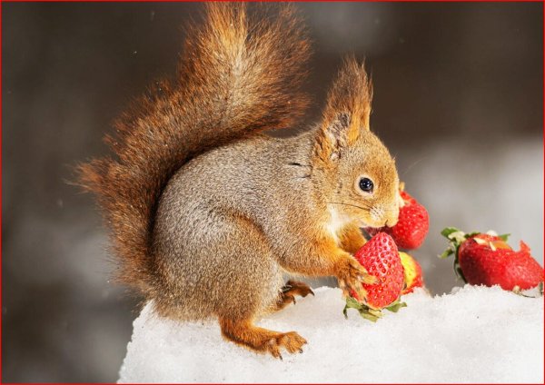 Милые белочки