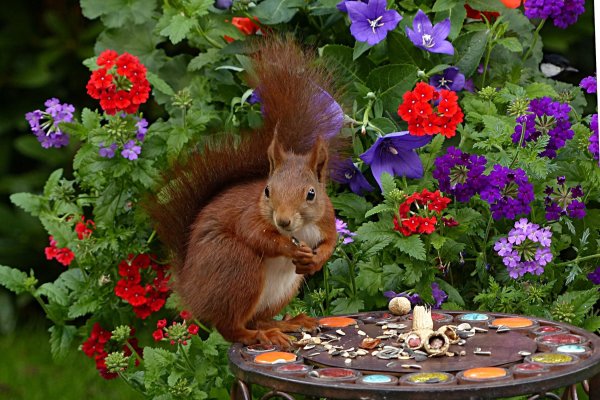 Белка цветы