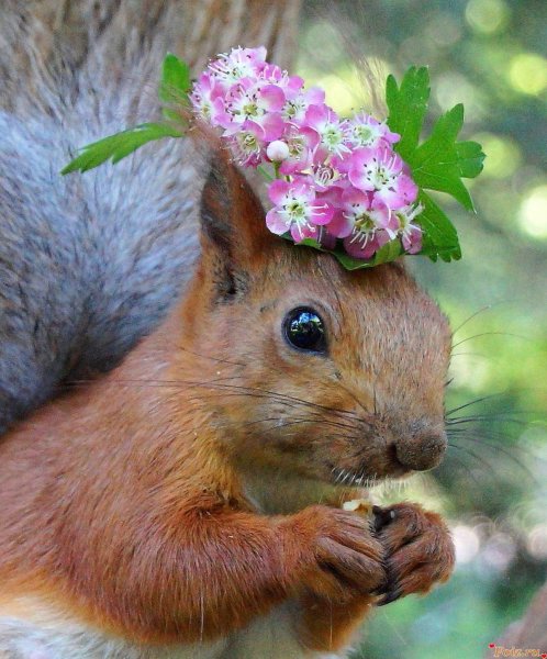 Самые красивые белки