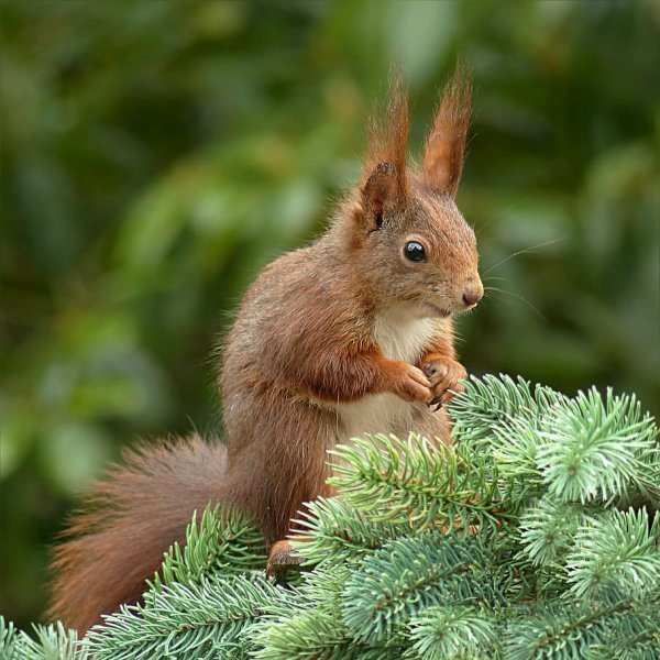 Sciurus spadiceus