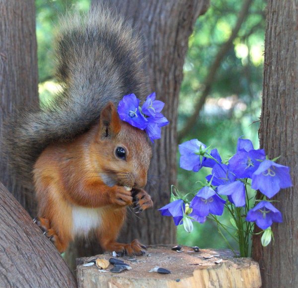 Белка летом