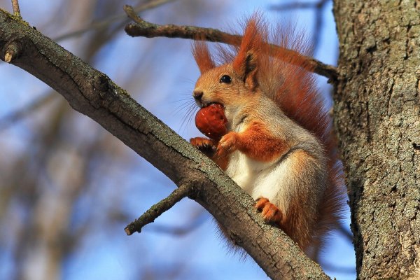Белка на ветке