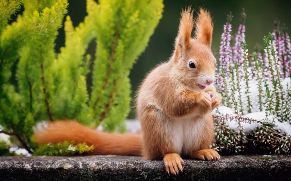 Животные весной