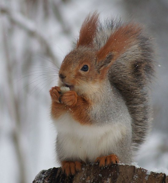 Красивая белка