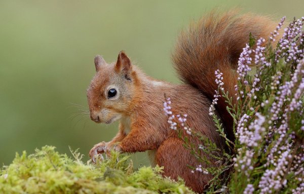 Любознательный зверек белка