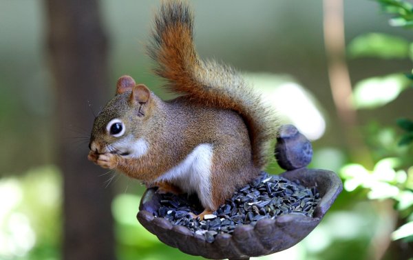 Декоративные белки