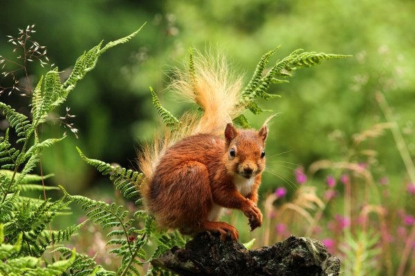 Красивые Лесные животные