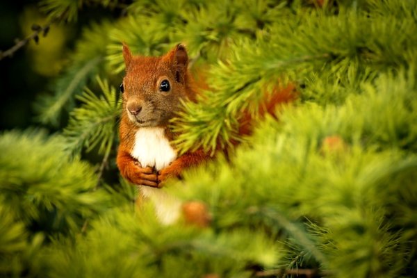 Белка в лесу